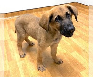 German Shepherd Dog-Unknown Mix Dogs for adoption in Mount Airy, NC, USA