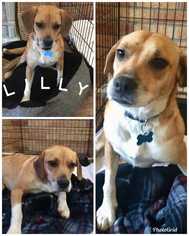 Medium Photo #1 Beagle-Unknown Mix Puppy For Sale in byhalia, MS, USA