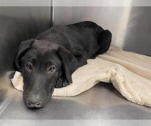 Shepradors Dogs for adoption in Santa Cruz, CA, USA