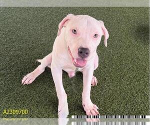 American Pit Bull Terrier Dogs for adoption in West Palm Beach, FL, USA