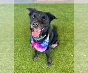 Chow Chow-Collie Mix Dogs for adoption in Baytown, TX, USA
