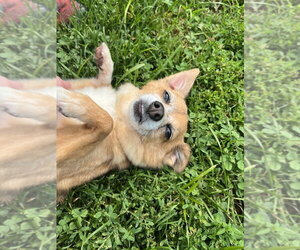 Pomeranian-Unknown Mix Dogs for adoption in Elmsford, NY, USA