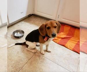 Beagle Dogs for adoption in Opelika, AL, USA