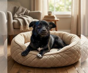 Chihuahua-Unknown Mix Dogs for adoption in Vail, AZ, USA