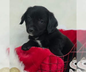 Mutt Dogs for adoption in Brooklyn, NY, USA