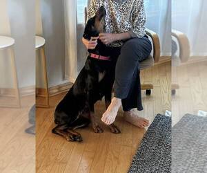 Doberman Pinscher Dogs for adoption in Buffalo, MN, USA
