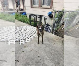 Catahoula Leopard Dog Dogs for adoption in San Antonio, TX, USA