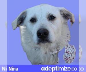 Mutt Dogs for adoption in Riverwoods, IL, USA