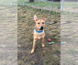 Labrador Retriever-Unknown Mix Dogs for adoption in South Bend, IN, USA