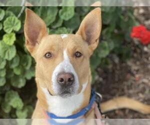 American Pit Bull Terrier-Huskies  Mix Dogs for adoption in Martinez, CA, USA