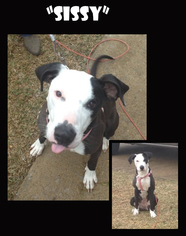 Bull Terrier-Unknown Mix Dogs for adoption in Madison, AL, USA