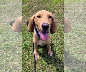 Mutt Dogs for adoption in Rockaway, NJ, USA