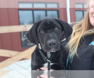 Labrador Retriever-Unknown Mix Dogs for adoption in Chestertown, MD, USA