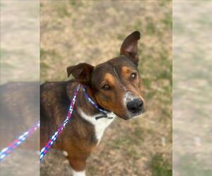 Carolina Dog-Unknown Mix Dogs for adoption in Tulsa, OK, USA