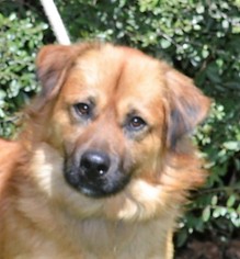 Basset Retriever Dogs for adoption in Mukwonago, WI, USA