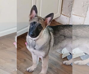 German Shepherd Dog Dogs for adoption in La Grange , NC, USA
