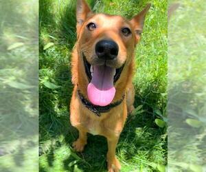 German Shepherd Dog-Unknown Mix Dogs for adoption in Sacramento, CA, USA