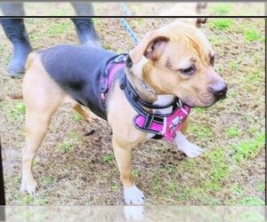 Labbe Dogs for adoption in LOGANVILLE, GA, USA
