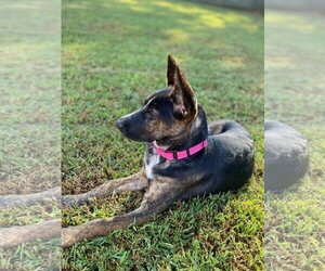 Shepradors Dogs for adoption in LOGANVILLE, GA, USA