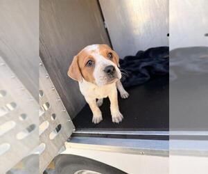 Catahoula Leopard Dog-Unknown Mix Dogs for adoption in San Antonio, TX, USA