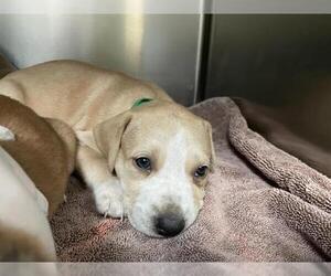 Mutt Dogs for adoption in Pasadena, CA, USA