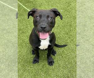 American Pit Bull Terrier-Unknown Mix Dogs for adoption in Fayetteville, NC, USA