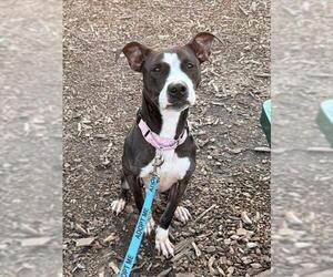 American Pit Bull Terrier Dogs for adoption in Waterford, VA, USA