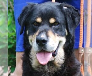 Bernese Mountain Dog-Unknown Mix Dogs for adoption in Chesapeake City, MD, USA