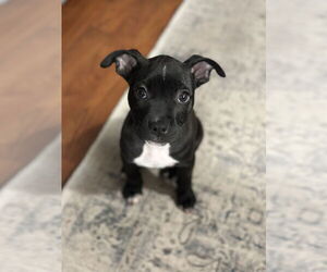 Bulldog-Unknown Mix Dogs for adoption in Tarrytown, GA, USA