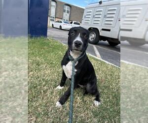 American Pit Bull Terrier-Unknown Mix Dogs for adoption in Oklahoma City, OK, USA