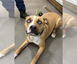 Siberian Husky-Unknown Mix Dogs for adoption in Forestville, MD, USA