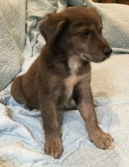 Australian Shepherd-Unknown Mix Dogs for adoption in Northport, AL, USA