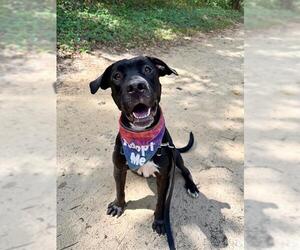 Labrador Retriever-Unknown Mix Dogs for adoption in Tallahassee, FL, USA