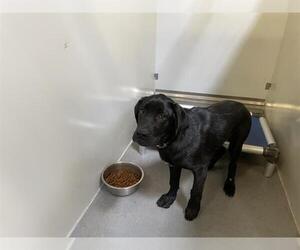 Labrador Retriever Dogs for adoption in Modesto, CA, USA