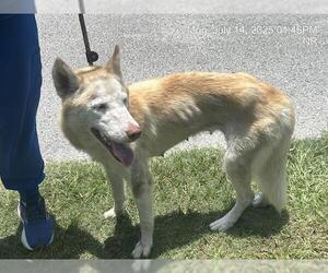 German Shepherd Dog-Huskies Mix Dogs for adoption in Ocala, FL, USA
