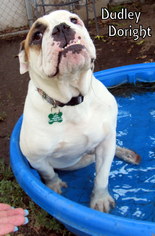 Bulldog Dogs for adoption in Lindsay, CA, USA