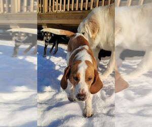 Bagle Hound Dogs for adoption in Aurora, IN, USA