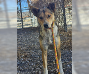 Mutt Dogs for adoption in Las Vegas, NM, USA