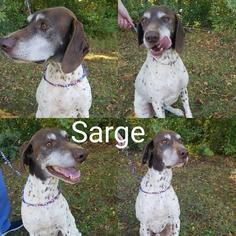 German Shorthaired Pointer Dogs for adoption in Columbus, GA, USA