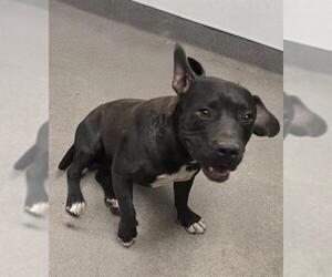 American Pit Bull Terrier-Unknown Mix Dogs for adoption in HESPERIA, CA, USA