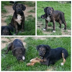 Mutt Dogs for adoption in Holden, MO, USA