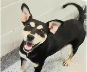 Doberman Pinscher-Unknown Mix Dogs for adoption in Houston, TX, USA