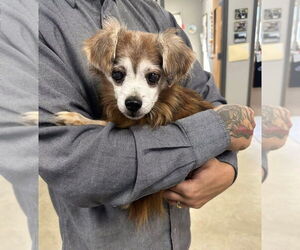 Chihuahua-Unknown Mix Dogs for adoption in Pierceton , IN, USA
