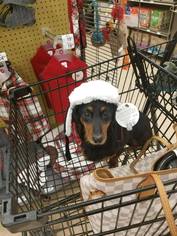 Dachshund Dogs for adoption in Baltimore, MD, USA