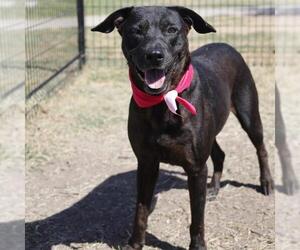 Labrador Retriever-Unknown Mix Dogs for adoption in San Antonio, TX, USA