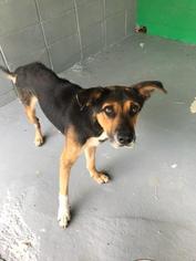 Medium Photo #1 German Shepherd Dog Puppy For Sale in Waycross, GA, USA