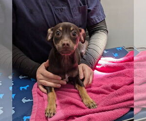 Chihuahua-Unknown Mix Dogs for adoption in Chico, CA, USA