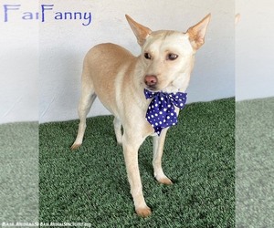 Carolina Dog-Unknown Mix Dogs for adoption in San Diego, CA, USA