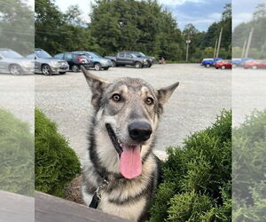 Medium Photo #2 Gerberian Shepsky Puppy For Sale in Candler, NC, USA