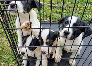 Lab-Pointer Dogs for adoption in New Smyrna Beach, FL, USA